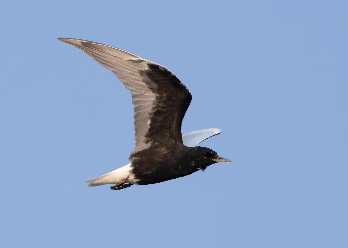 White-winged Tern - ML618318724