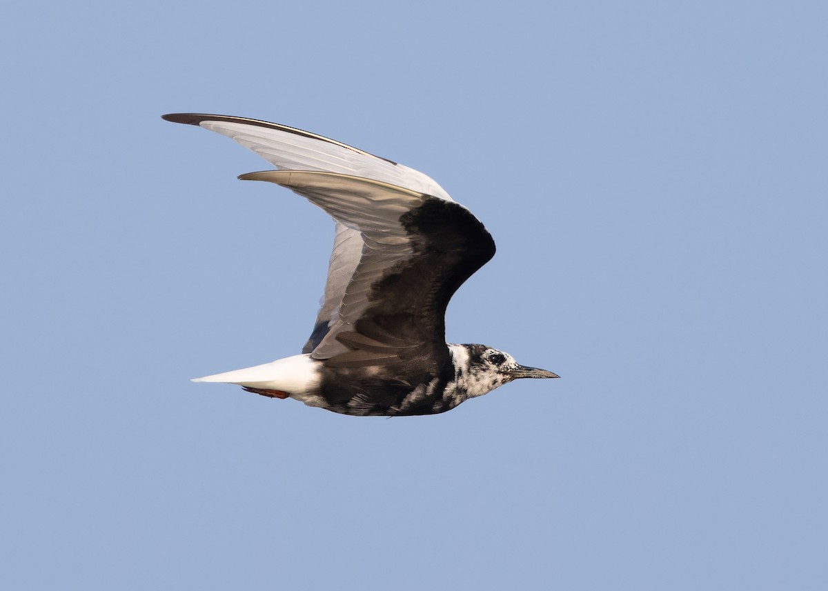 White-winged Tern - ML618318726