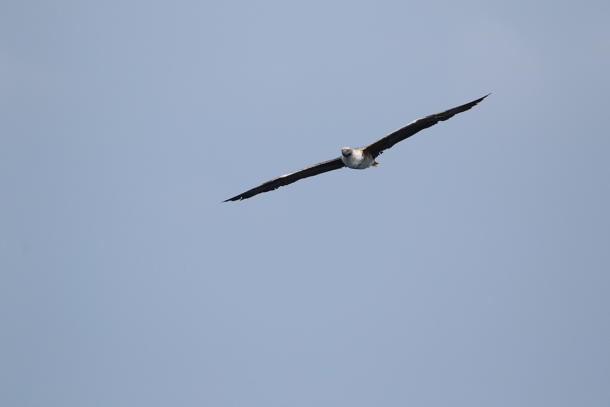 Red-footed Booby - ML618318780