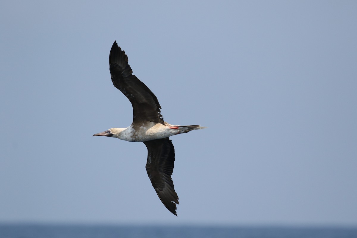 Red-footed Booby - ML618318781