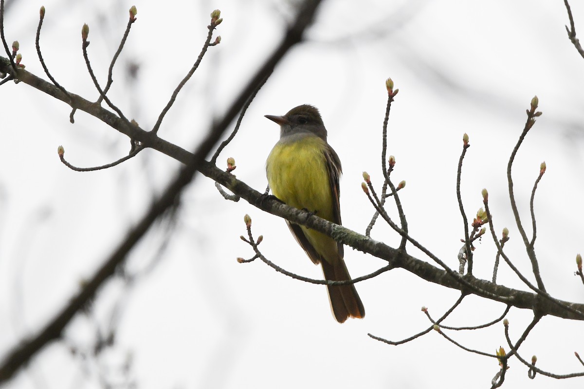 Great Crested Flycatcher - ML618318796