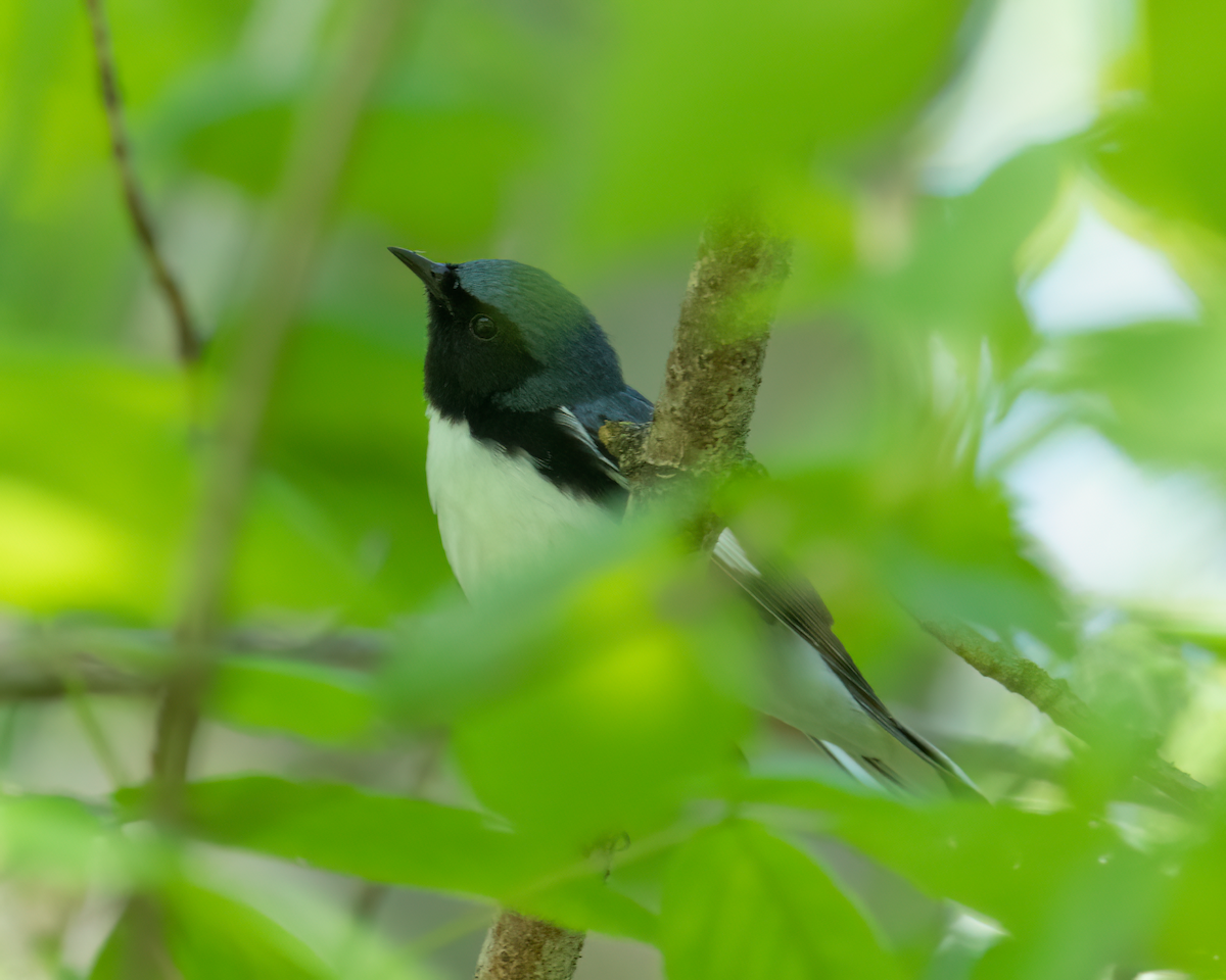 Black-throated Blue Warbler - ML618318805