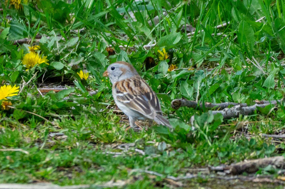 Field Sparrow - Mel & Deb Broten