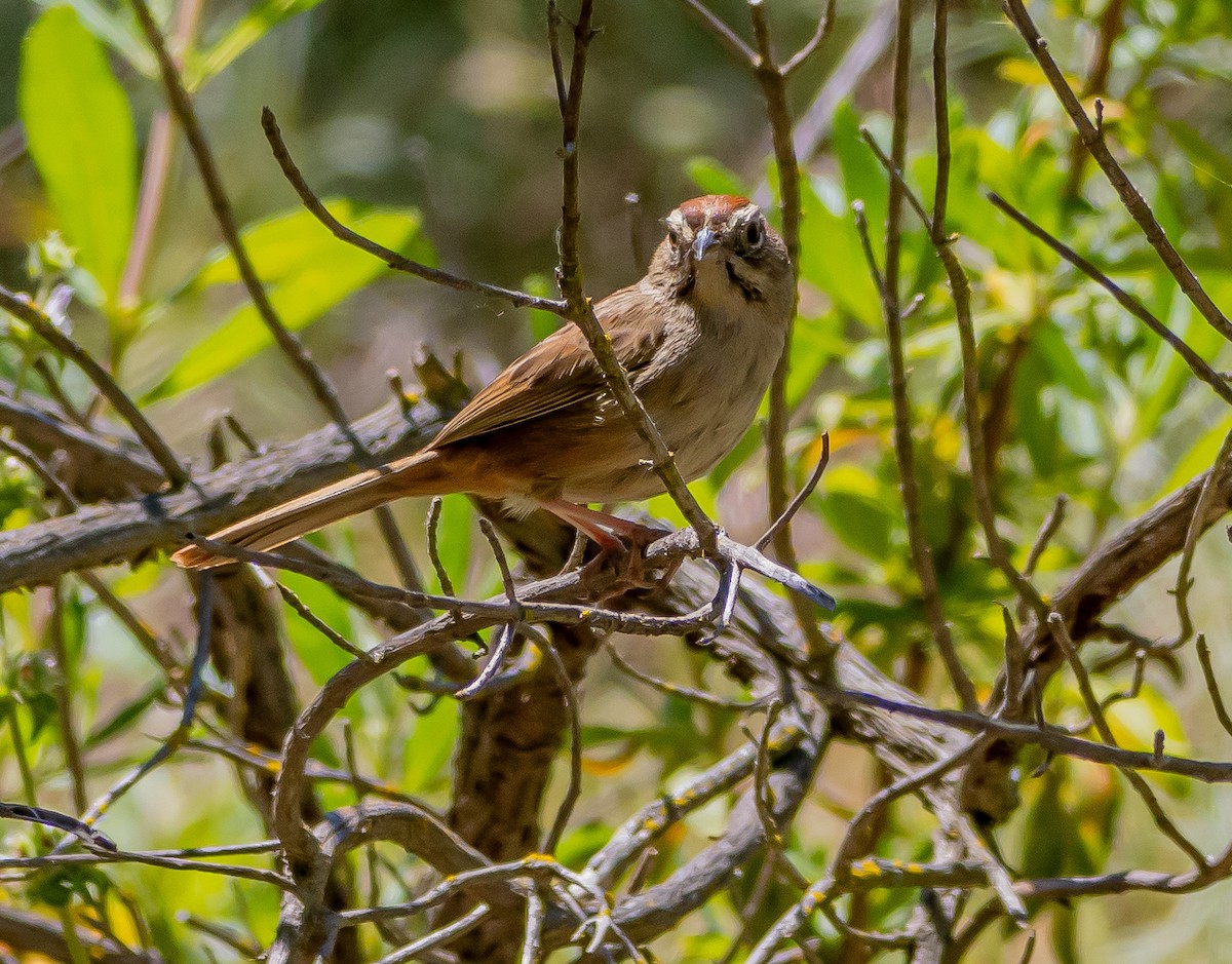 Rufous-crowned Sparrow - ML618318810
