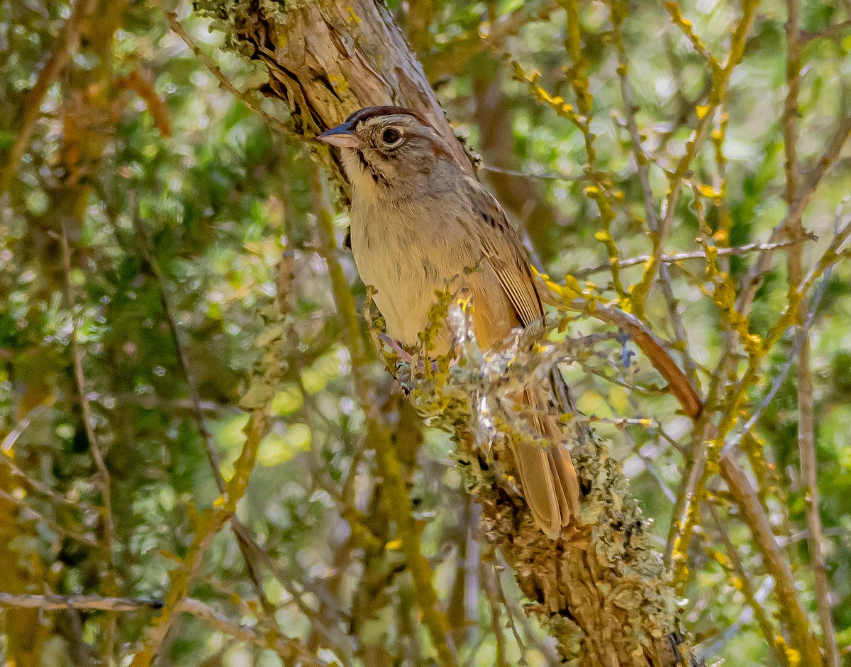 Rufous-crowned Sparrow - Arnold Joe