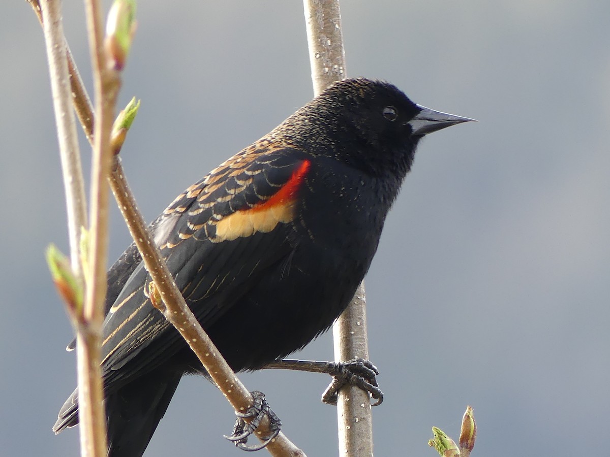 Red-winged Blackbird - Gus van Vliet
