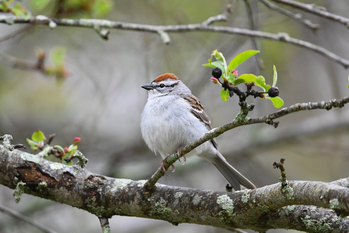 Chipping Sparrow - ML618318835