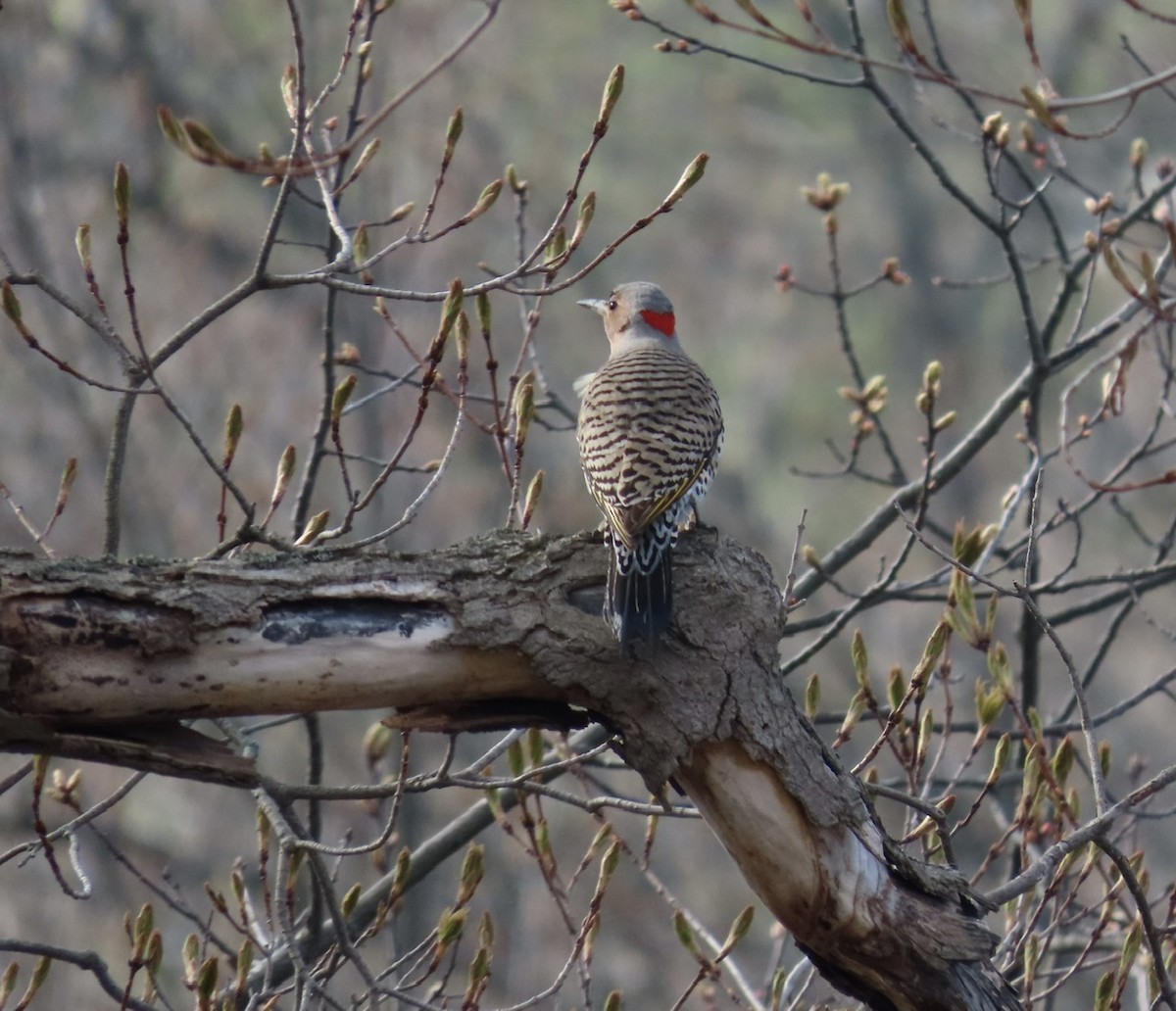 Northern Flicker (Yellow-shafted) - Emily Dunning