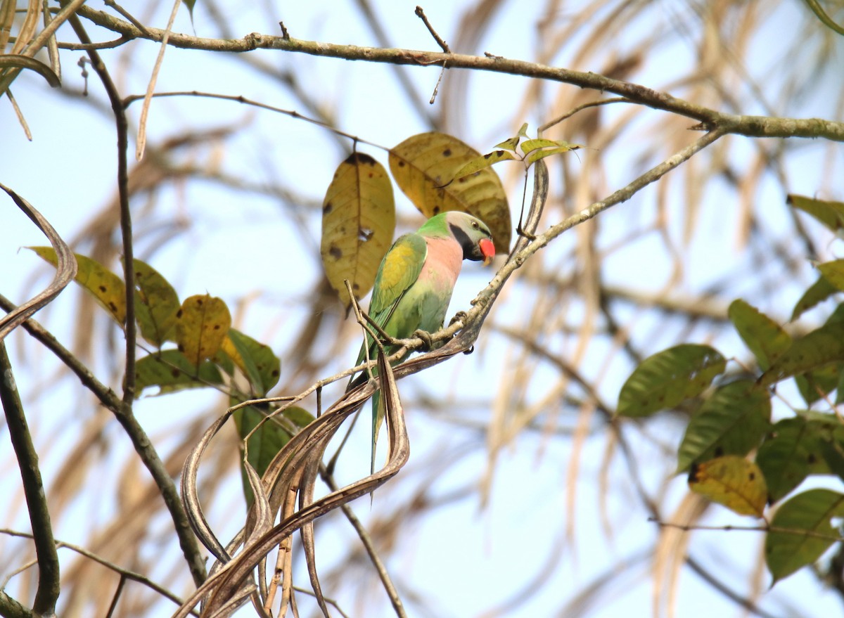 Red-breasted Parakeet - ML618318847