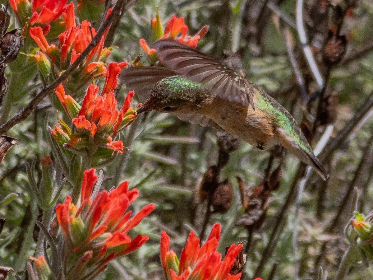 Calliope Hummingbird - ML618318856