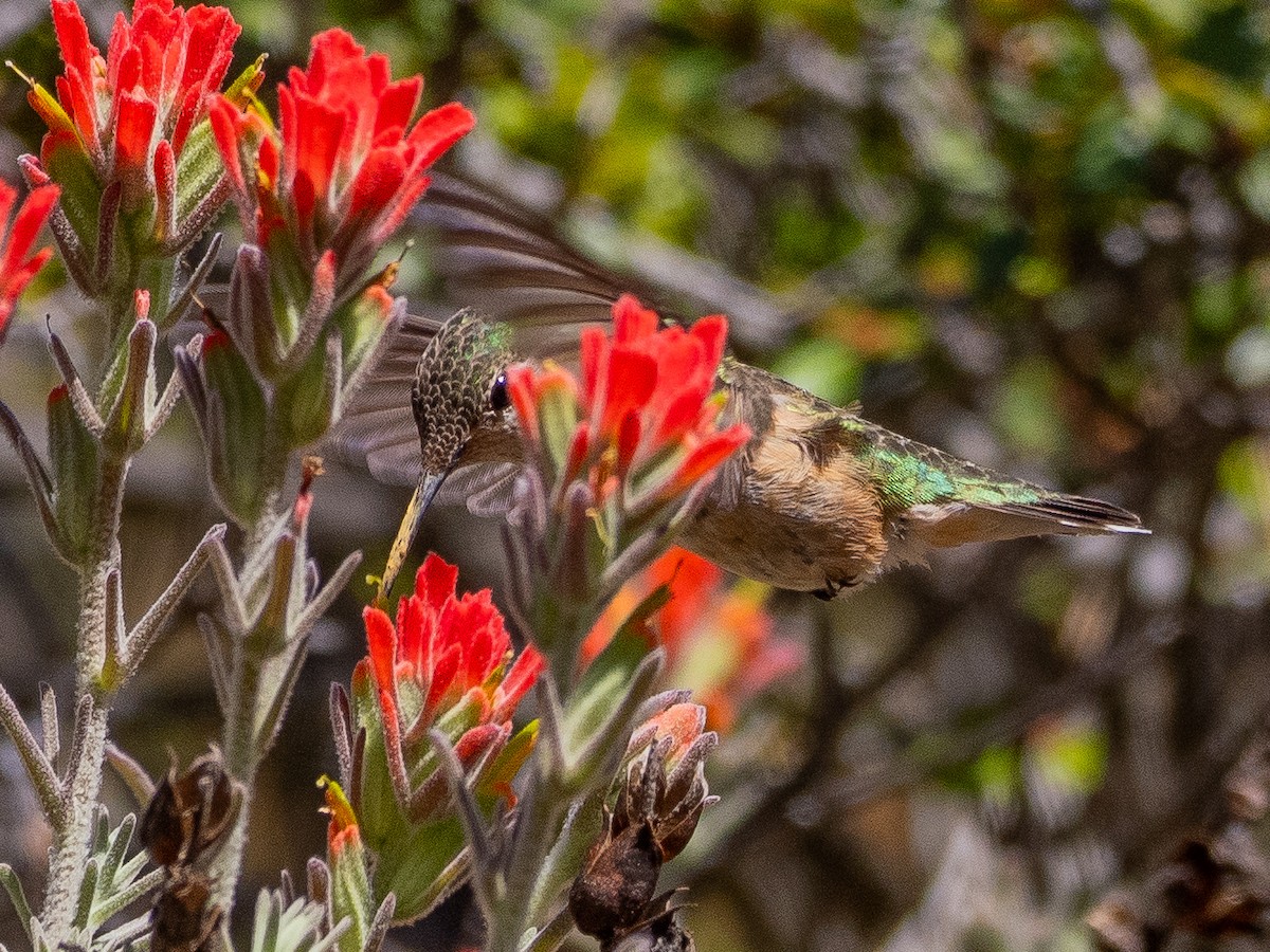 Calliope Hummingbird - ML618318857