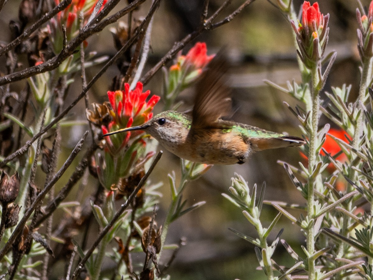 Calliope Hummingbird - ML618318858