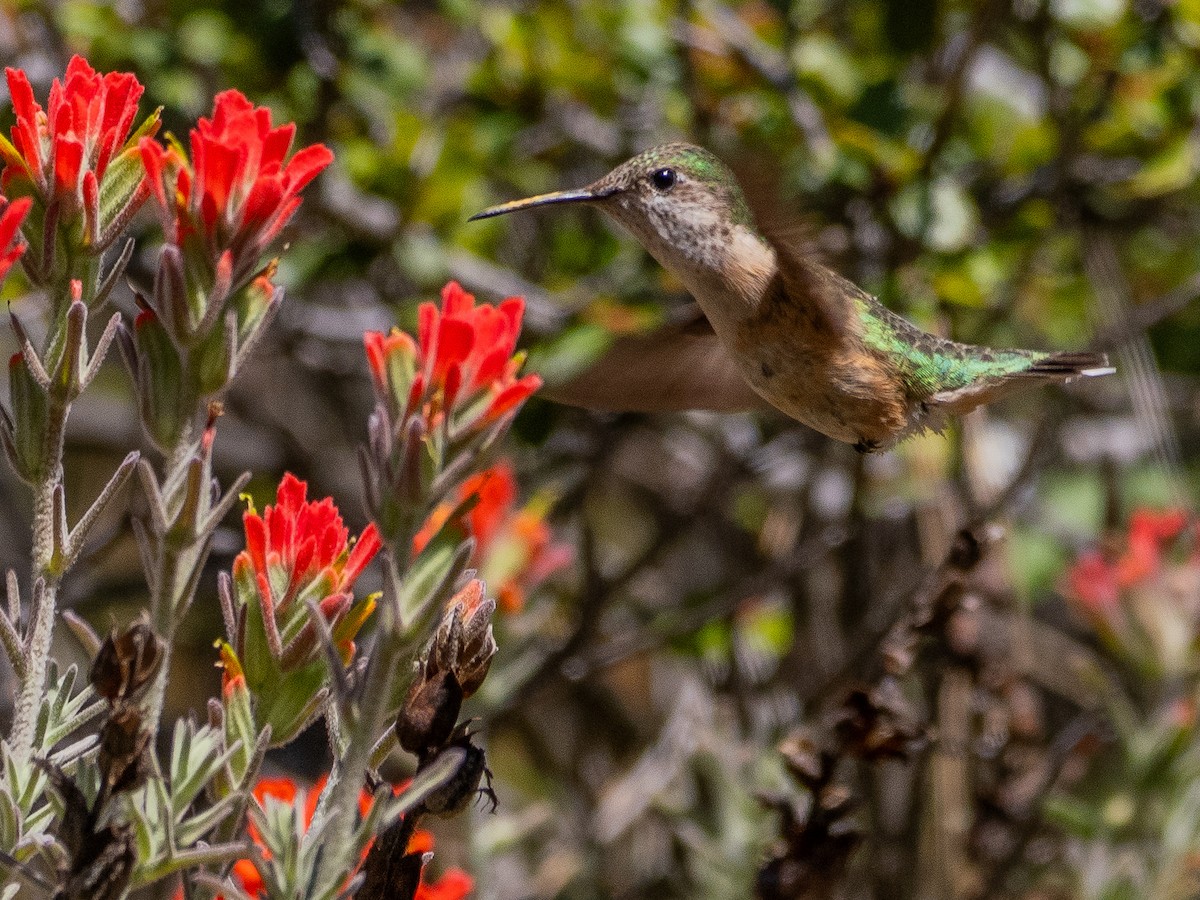 Calliope Hummingbird - ML618318859