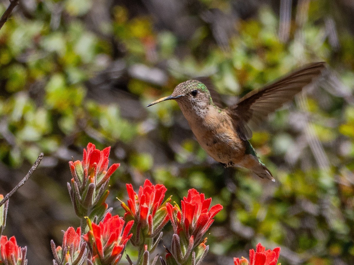 Calliope Hummingbird - Arnold Joe
