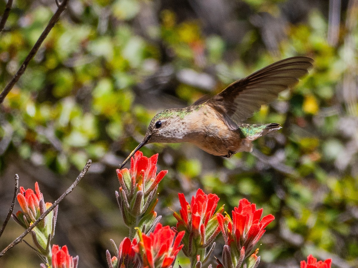Calliope Hummingbird - ML618318861