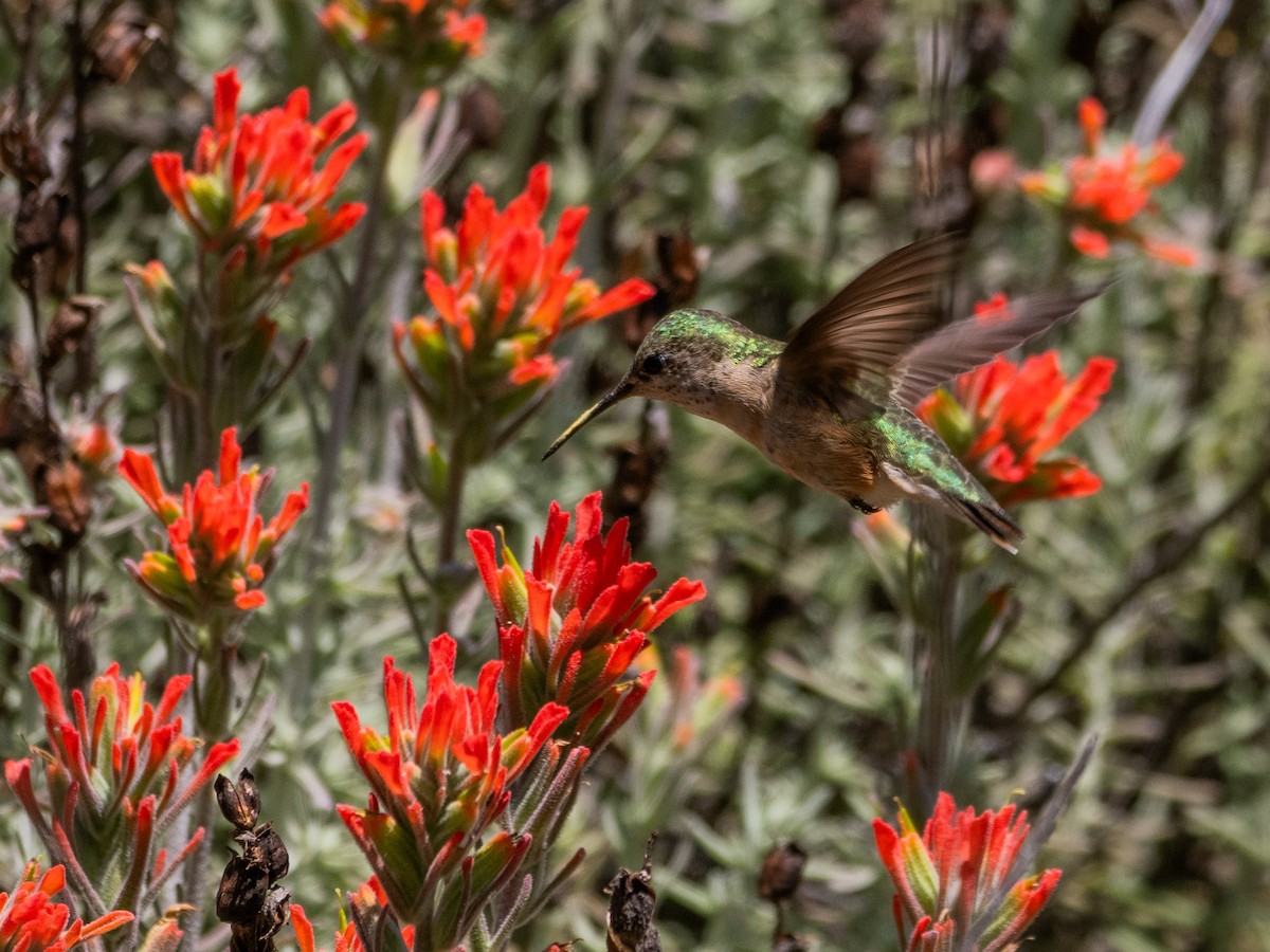 Calliope Hummingbird - ML618318862