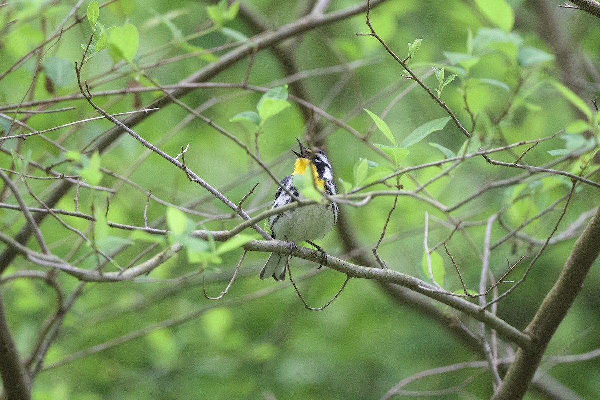 Yellow-throated Warbler - ML618318920