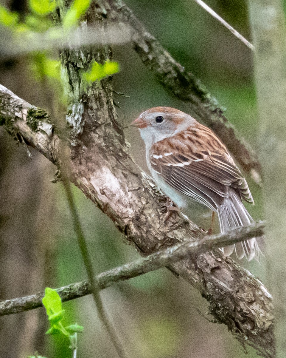 Field Sparrow - Jen Driscoll