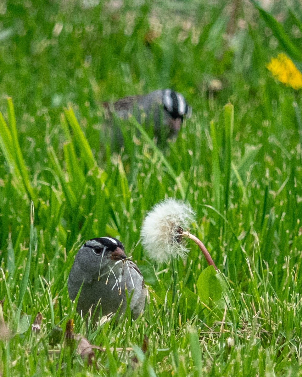 White-crowned Sparrow - Jen Driscoll