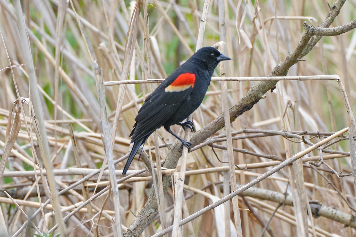 Red-winged Blackbird - Maneesh Rajvanshi