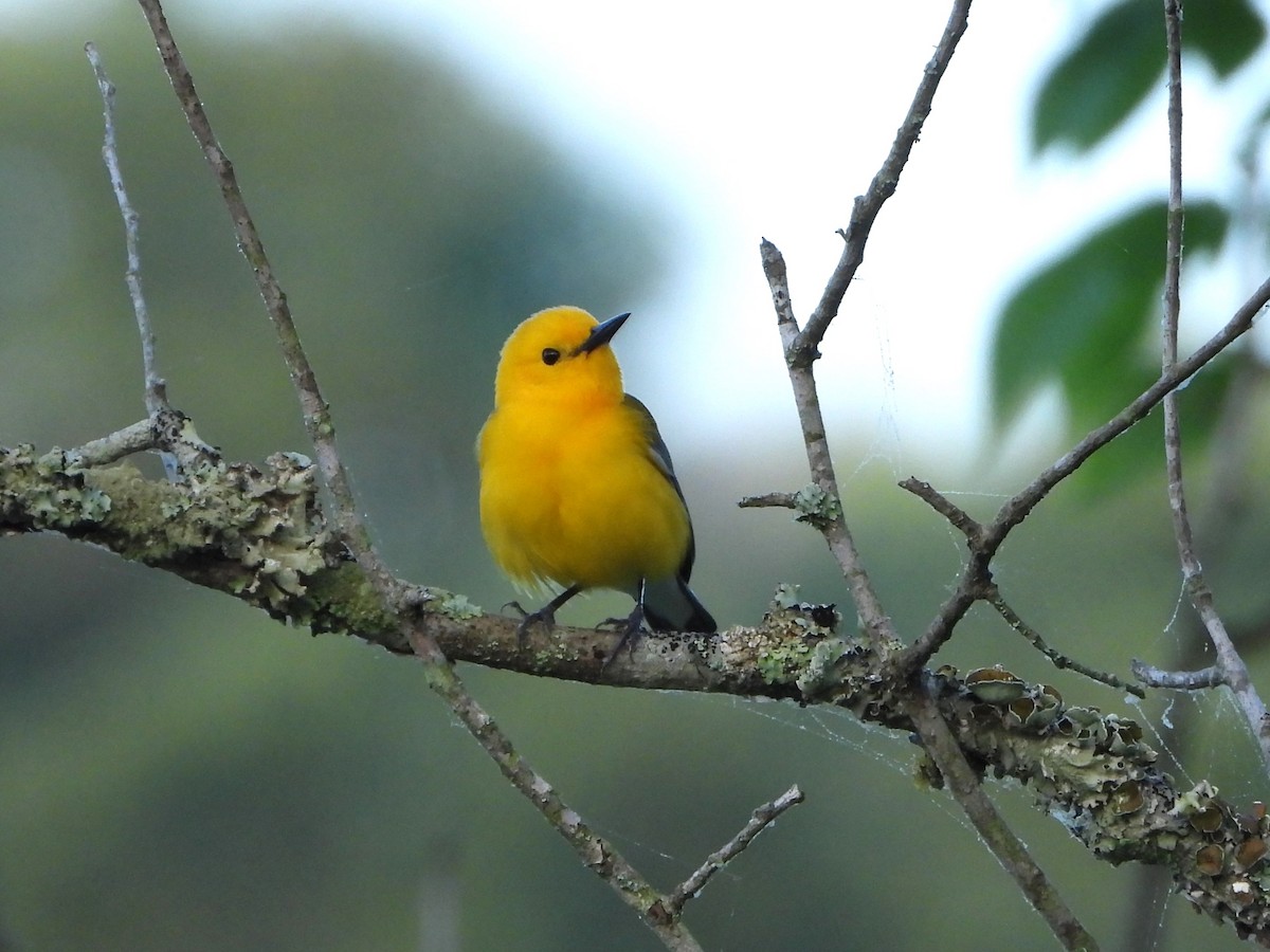 Prothonotary Warbler - ML618318966