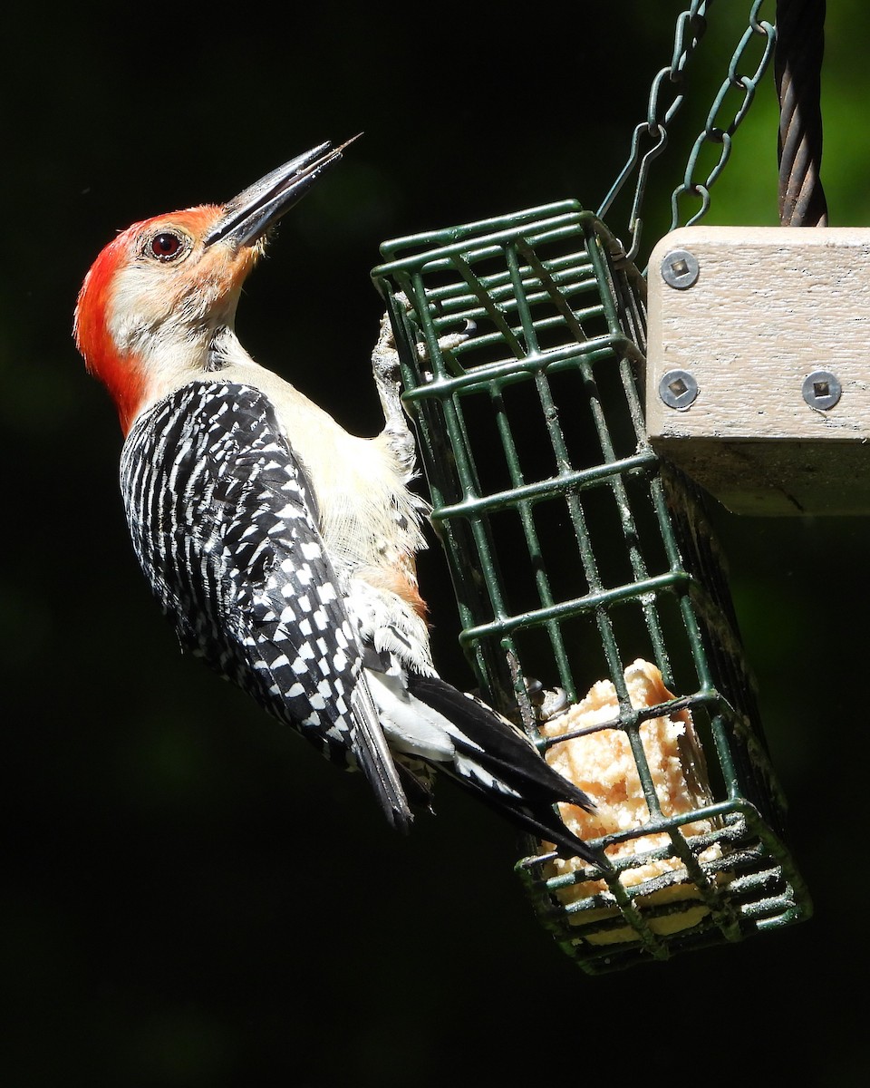 Red-bellied Woodpecker - ML618319009