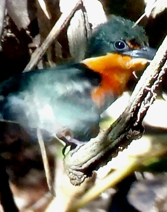 American Pygmy Kingfisher - ML618319032