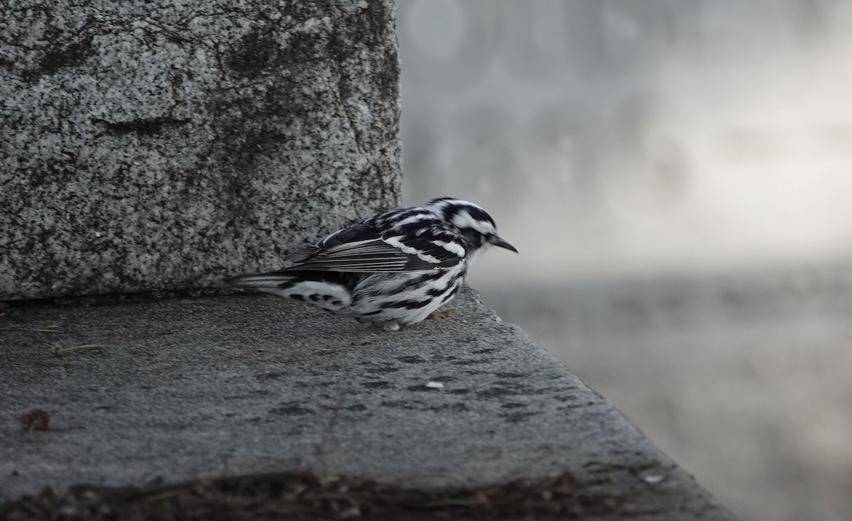 Black-and-white Warbler - ML618319046