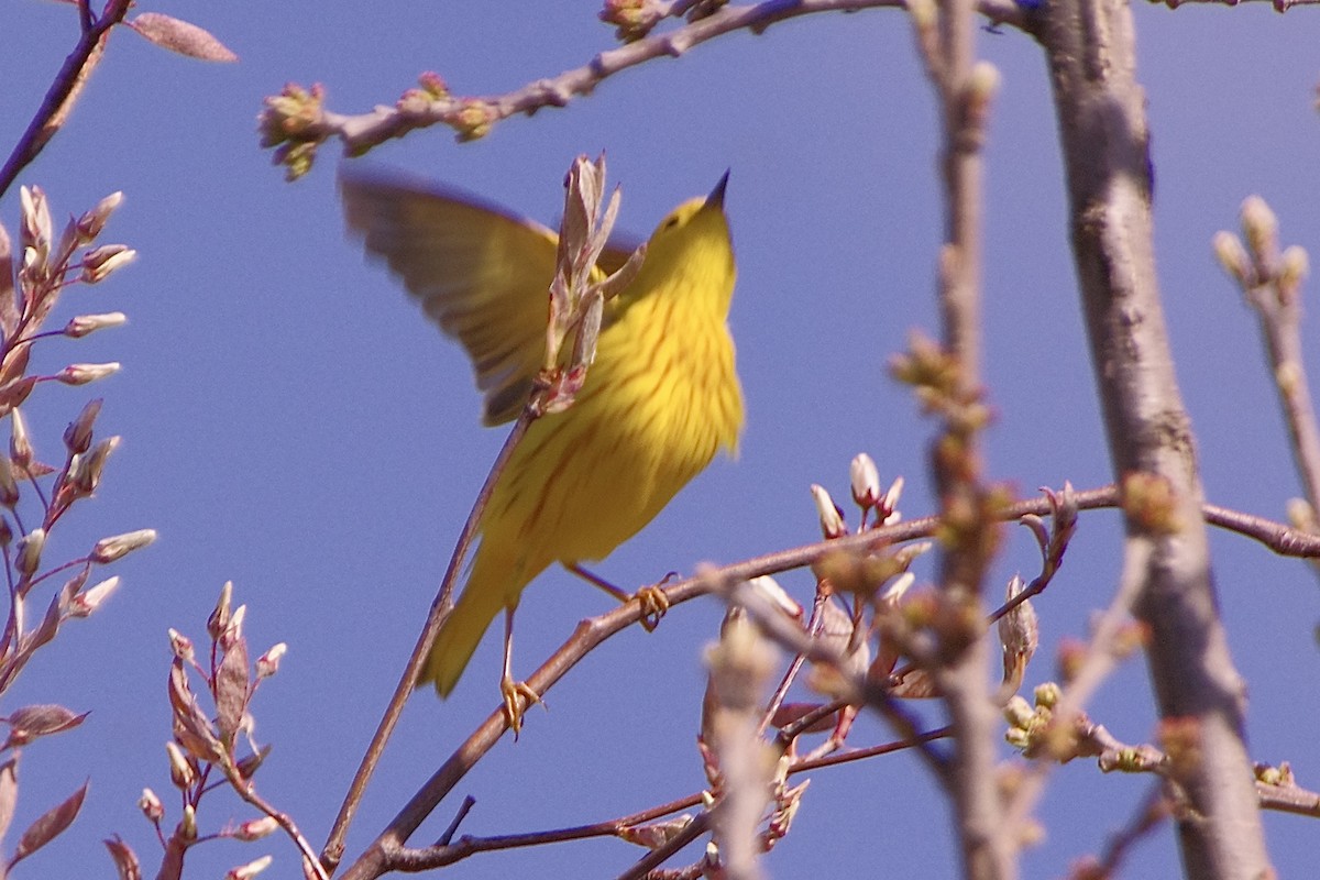 Yellow Warbler - Lowell Goudge