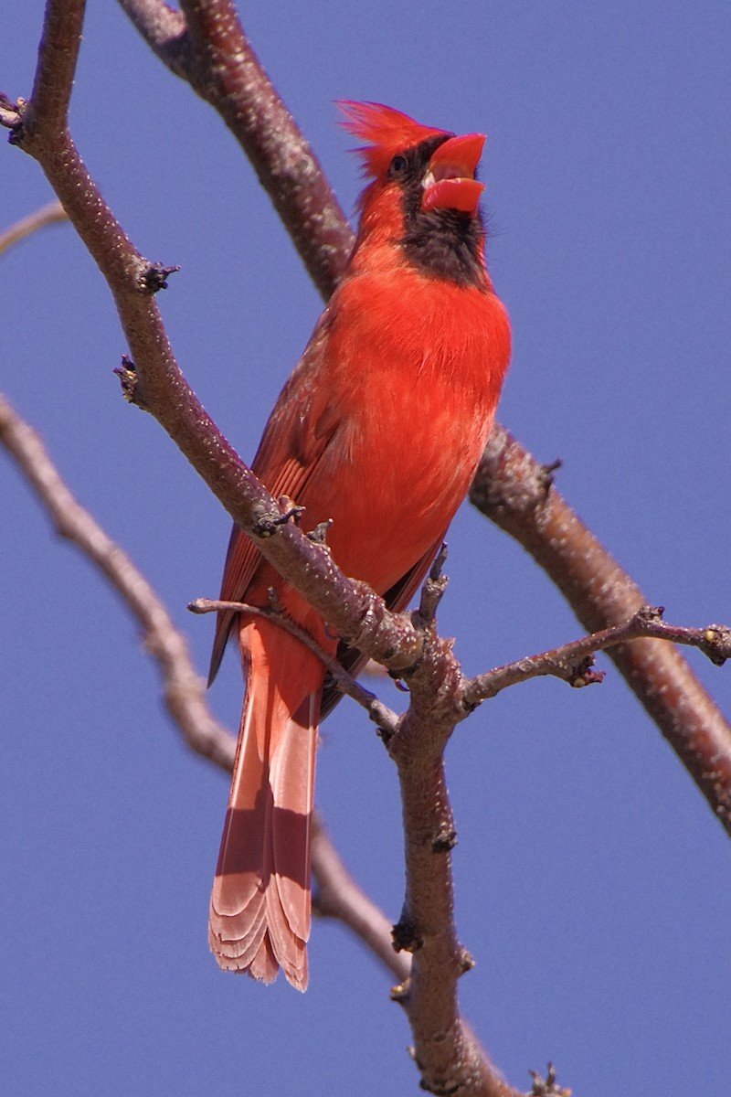 Northern Cardinal - Lowell Goudge