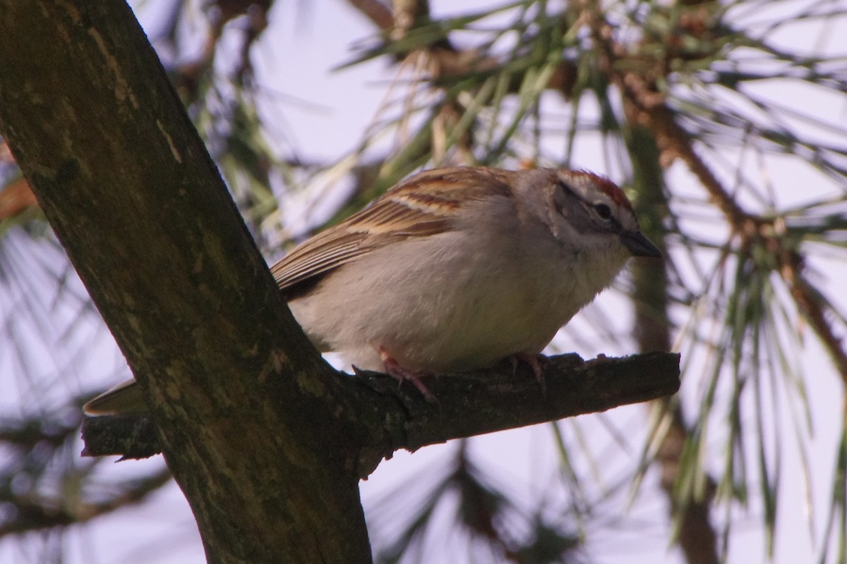 Chipping Sparrow - Lowell Goudge