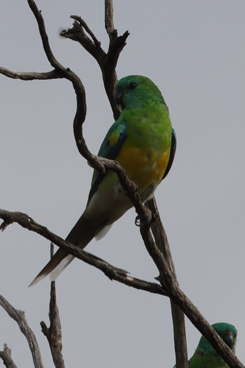 Red-rumped Parrot - ML618319078