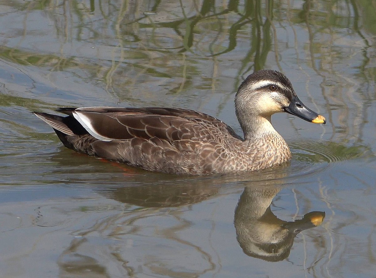 Eastern Spot-billed Duck - ML618319108