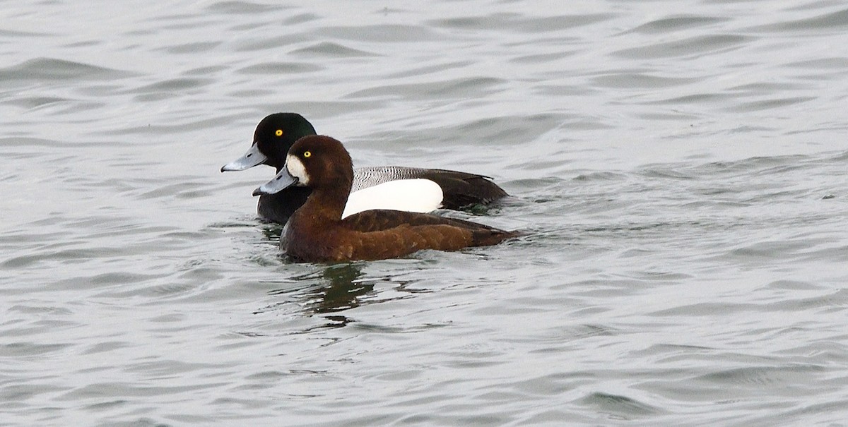 Greater Scaup - ML618319114