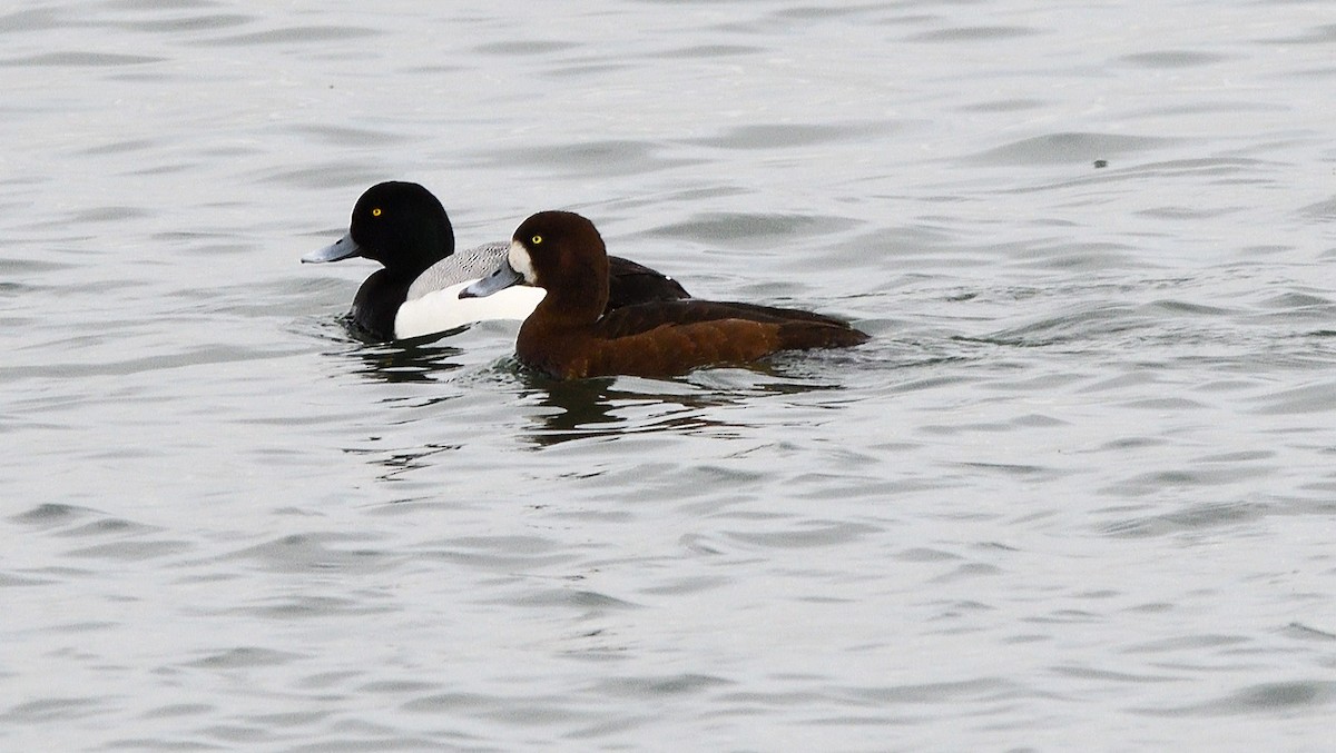 Greater Scaup - ML618319115
