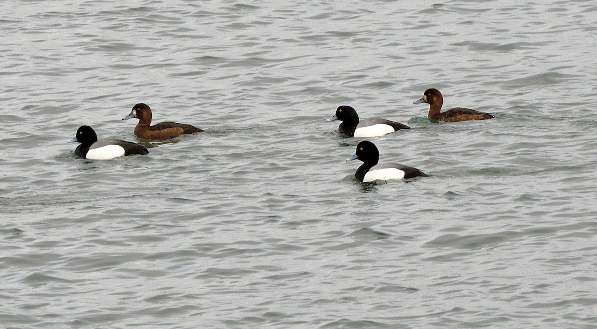 Greater Scaup - ML618319116