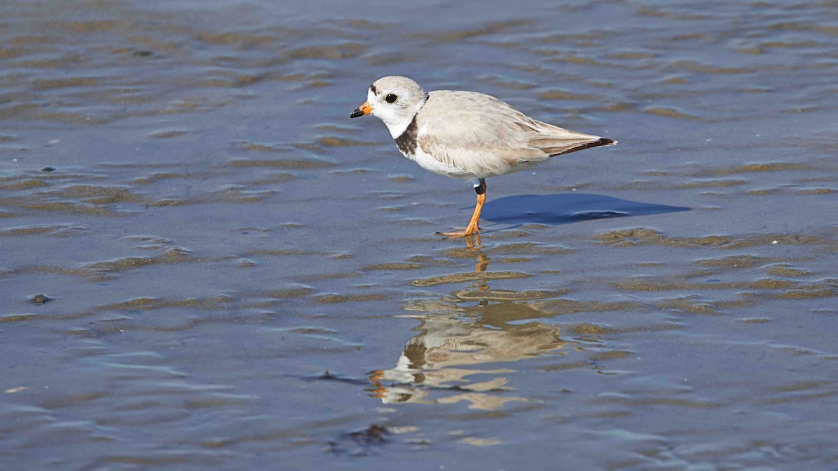 Piping Plover - Gregory Gough 🦚