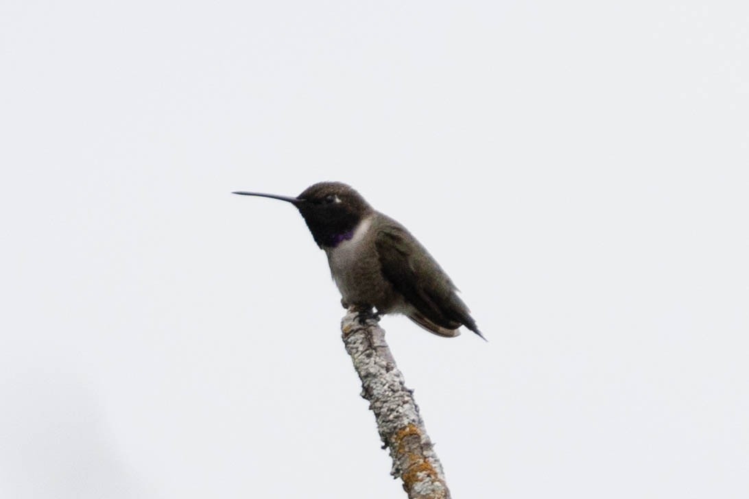 Black-chinned Hummingbird - ML618319172