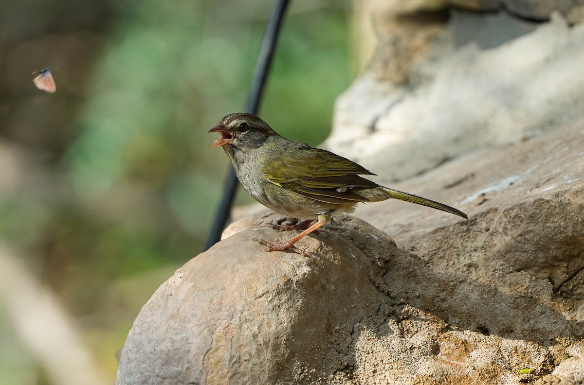 Olive Sparrow - ML618319191