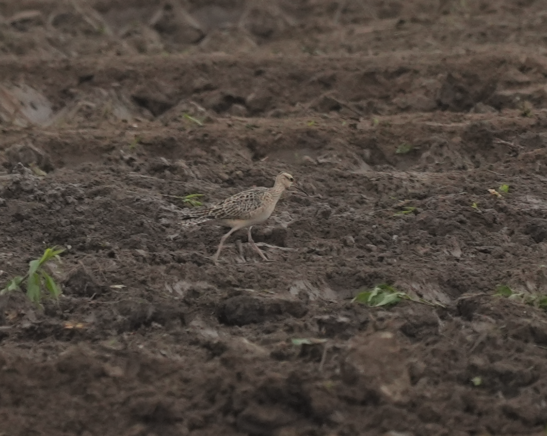 Little Curlew - ML618319201