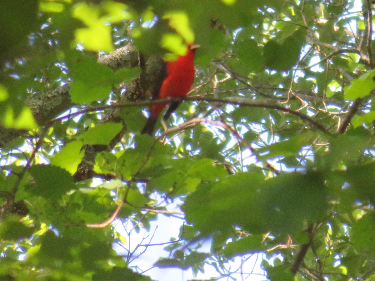 Scarlet Tanager - ML618319253