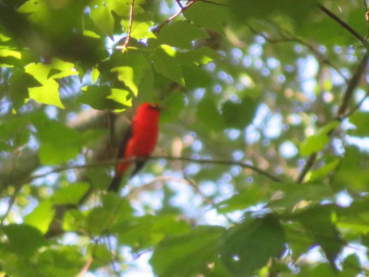 Scarlet Tanager - ML618319254