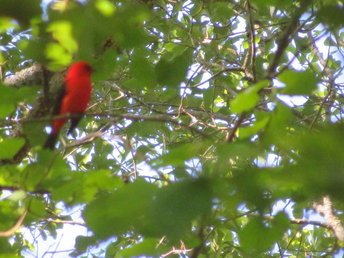 Scarlet Tanager - ML618319255