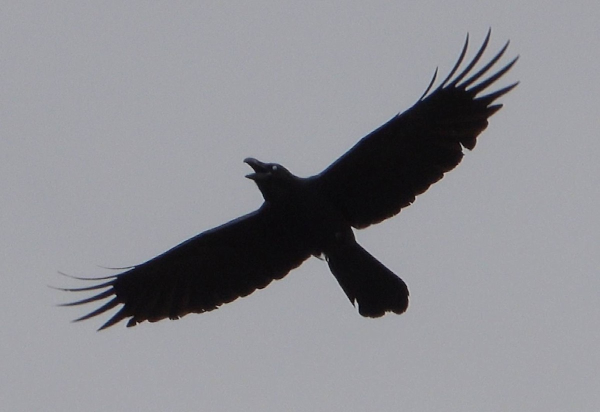 Large-billed Crow - ML618319282