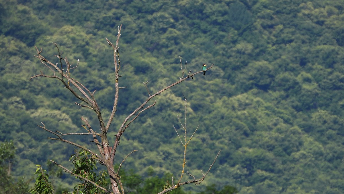European Bee-eater - ML618319284