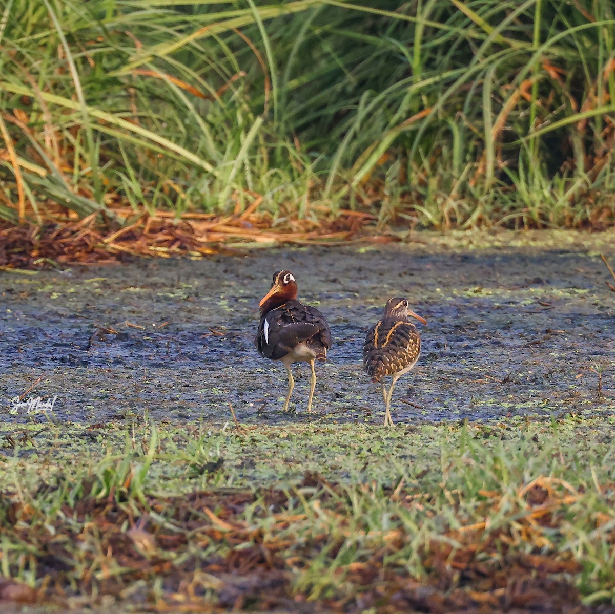 Greater Painted-Snipe - ML618319309