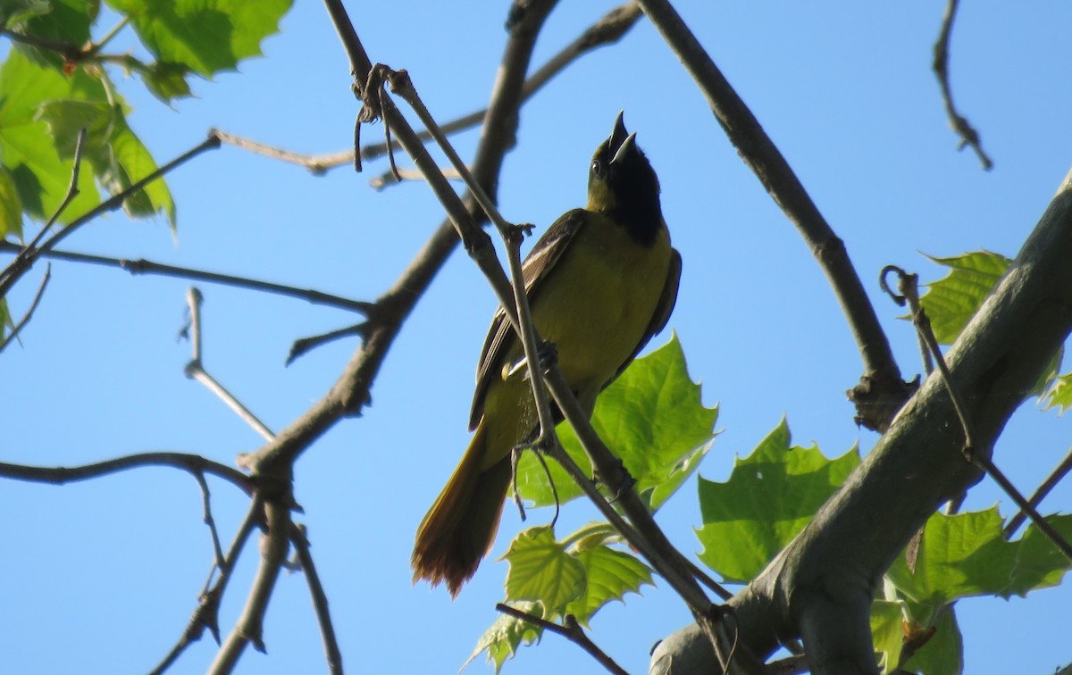 Orchard Oriole - ML618319320
