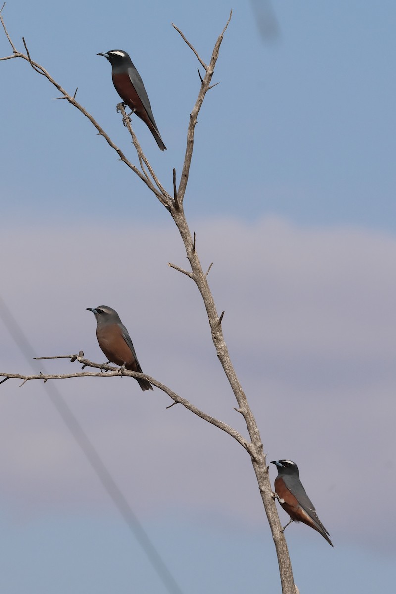 White-browed Woodswallow - ML618319321