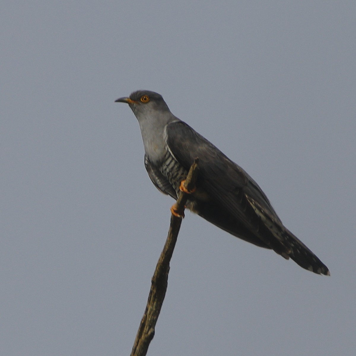 Common Cuckoo - ML618319325