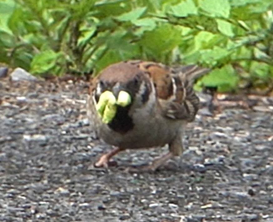 Eurasian Tree Sparrow - ML618319362